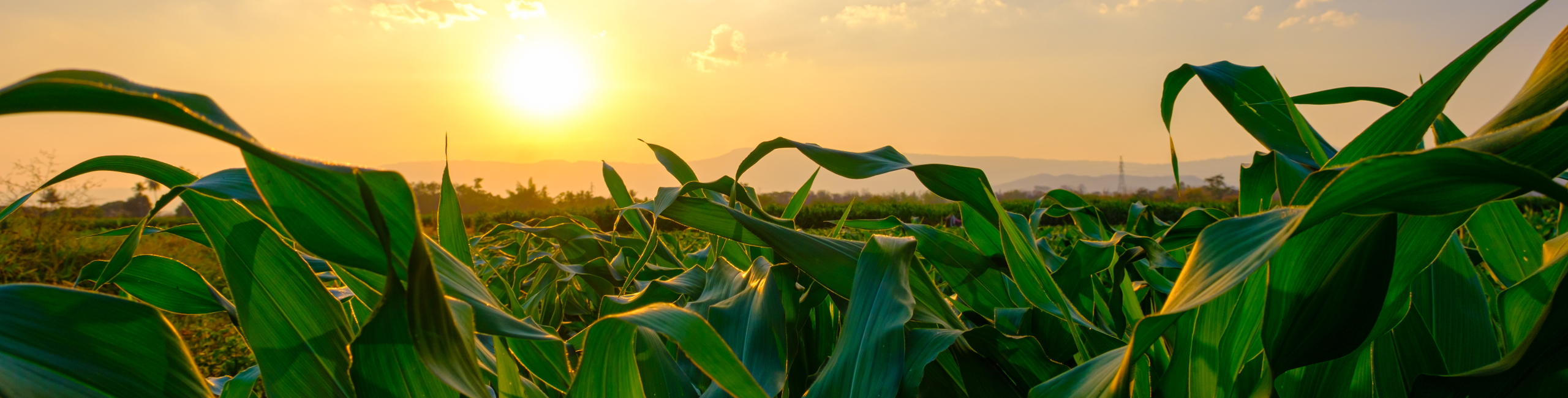 Corn Banner