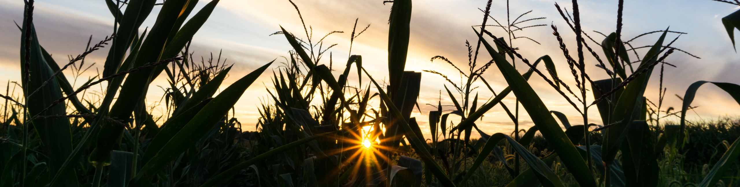 Night Corn Banner